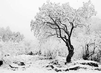 和陳右司春雪