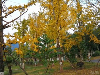 永叔內(nèi)翰遺李太博家新生鴨腳