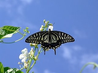 春光好·花滴露