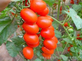 【雙調(diào)】水仙子_翰林風(fēng)月進