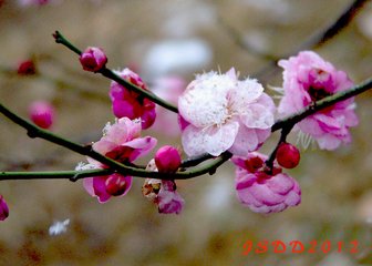 卜算子（憶梅花）