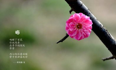 點(diǎn)絳唇（暗香梅）