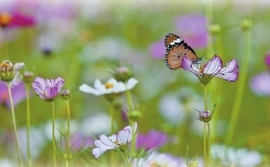 蝶戀花（為錢守壽）