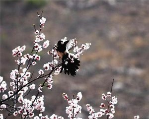 菩薩蠻·西風(fēng)送雨鳴庭樹