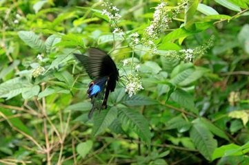 蝶戀花 以上十六首百家詞本云林樂府。此下