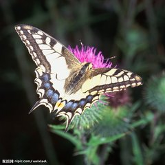 思佳客·花拂闌干柳拂空