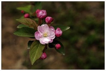 菩薩蠻·誰(shuí)能畫取沙邊雨