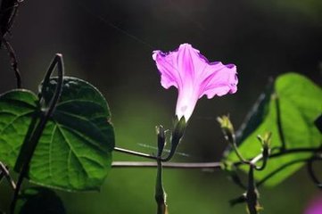 和花庵上牽牛花