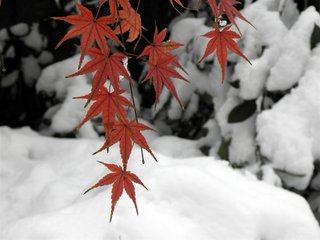 滴滴金·斷橋雪霽聞啼鳥