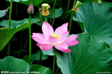 小春六花·芙蓉