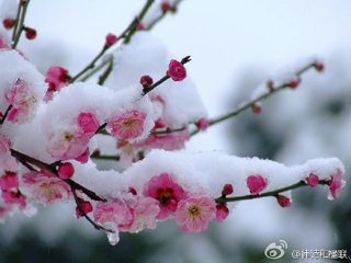 詠紅梅花得“紅”字