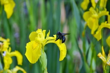 南陽(yáng)帝上各賦玉蝴蝶花一絕