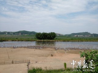 鵝兒