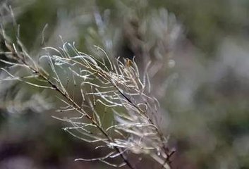 菩薩蠻·回廊遠砌生秋草