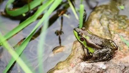 夏日題老將林亭