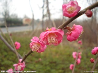 一剪梅 春別 花草粹編七