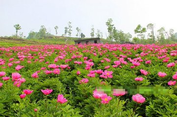 安福道中見(jiàn)牛行隴畝間齕草而不食禾問(wèn)之皆云