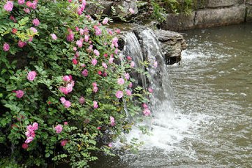 臨水薔薇