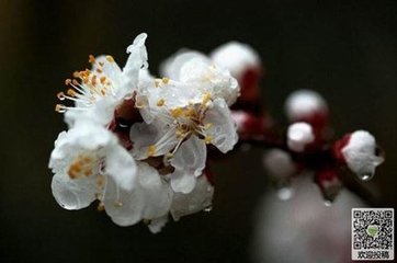 畫堂春 雨中杏花