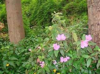 減字木蘭花·無窮白水