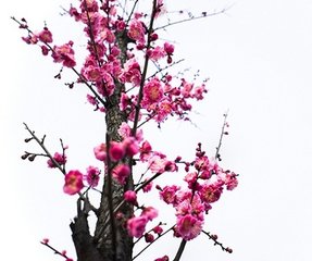 立春一日江村偶興