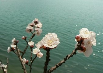 采桑子·中庭雨過春將盡