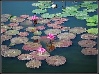 湖亭酌王史君紀(jì)事并呈看花諸君子