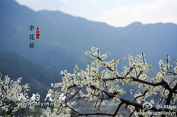 感李花