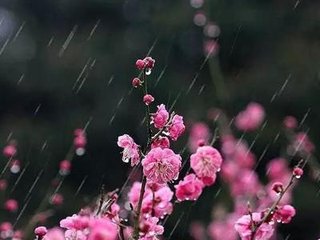 長安春雨