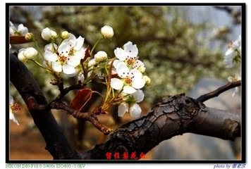 左掖梨花（同王維、皇甫冉賦）