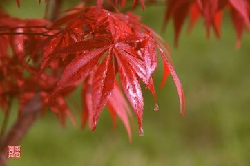 燭影搖紅（雪樓得次子，行臺(tái)時(shí)治金陵）