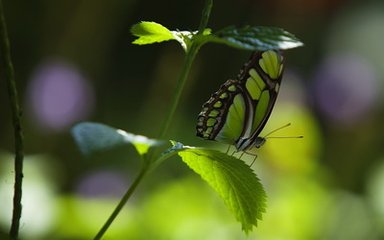 沁園春（壽毅齊思院五十二歲）